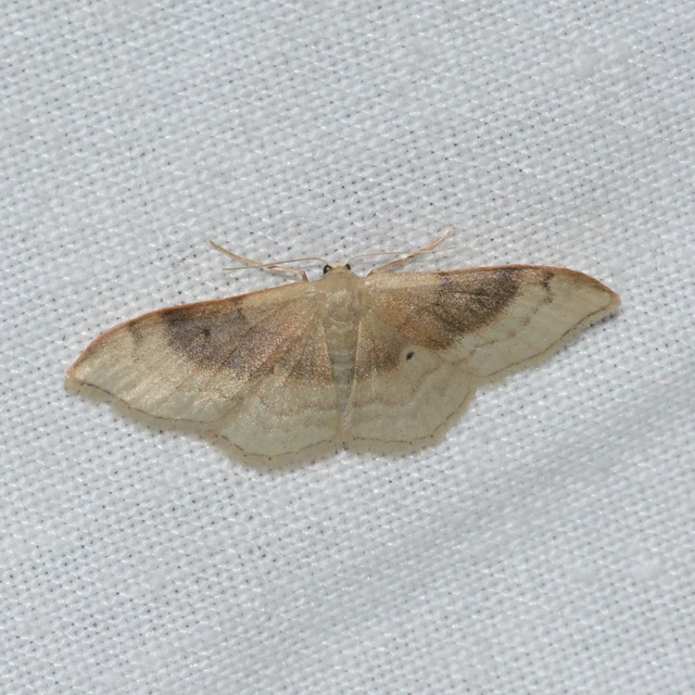 Idaea degeneraria - barnasávos araszoló