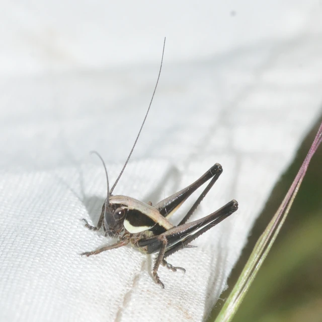 Pholidoptera