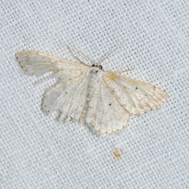 Scopula marginepunctata - pettyes sávosaraszoló