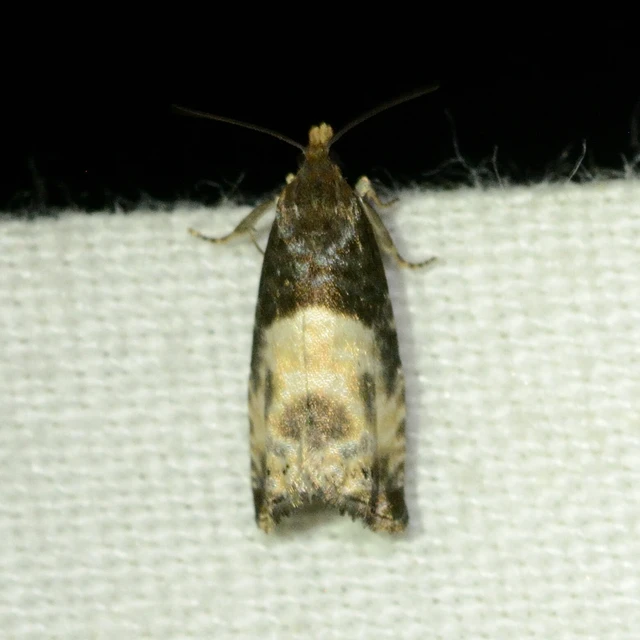 Notocelia cynosbatella - rózsahajtás-tükrösmoly