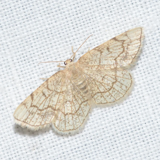 Stegania dilectaria - fehérnyár-araszoló
