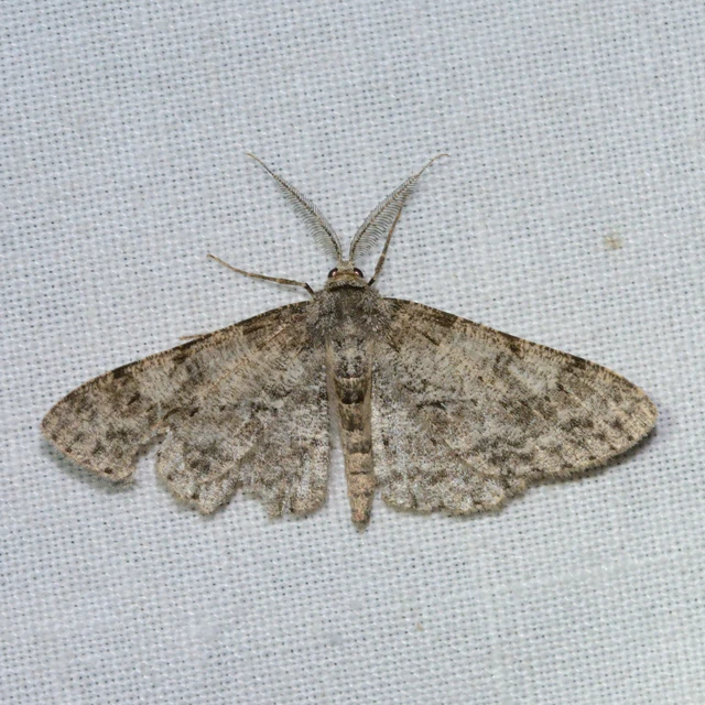 Hypomecis punctinalis - pettyes faaraszoló