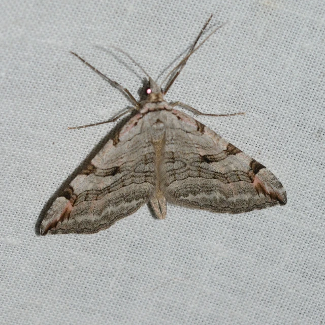 Aplocera plagiata - szürke csíkosaraszoló