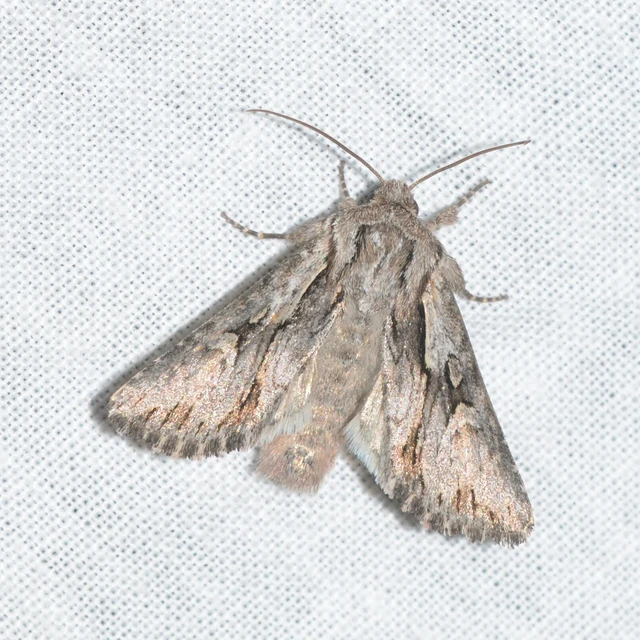 Chloantha hyperici - orbáncfű-sugarasbagoly