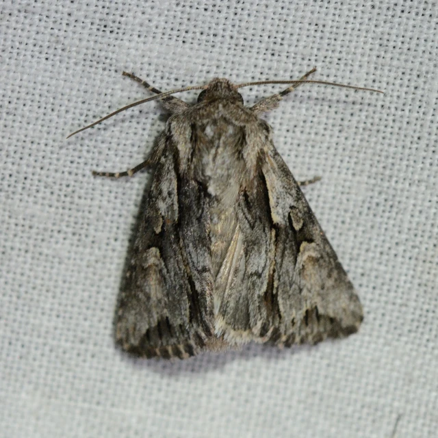 Chloantha hyperici - orbáncfű-sugarasbagoly