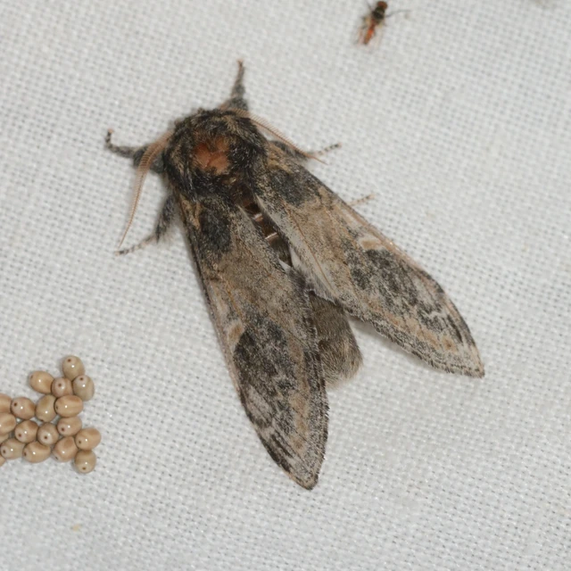 Notodonta tritophus - tarajos púposszövő