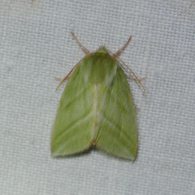 Pseudoips prasinana - bükkfa-zöldbagoly