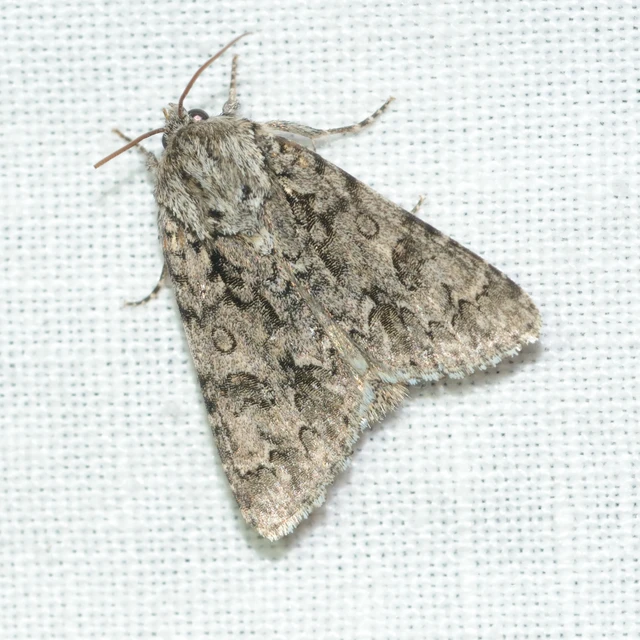 Acronicta auricoma - aranyos szigonyosbagoly