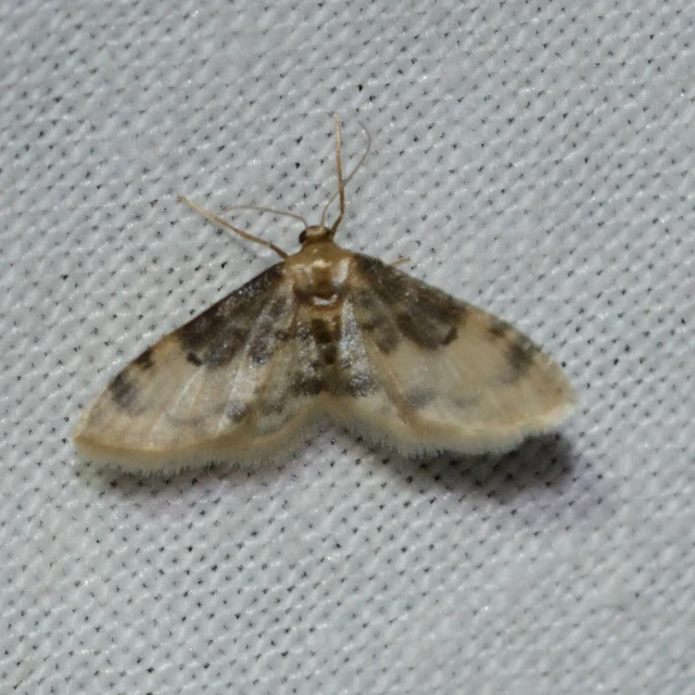 Idaea filicata - sötéttövű apróaraszoló