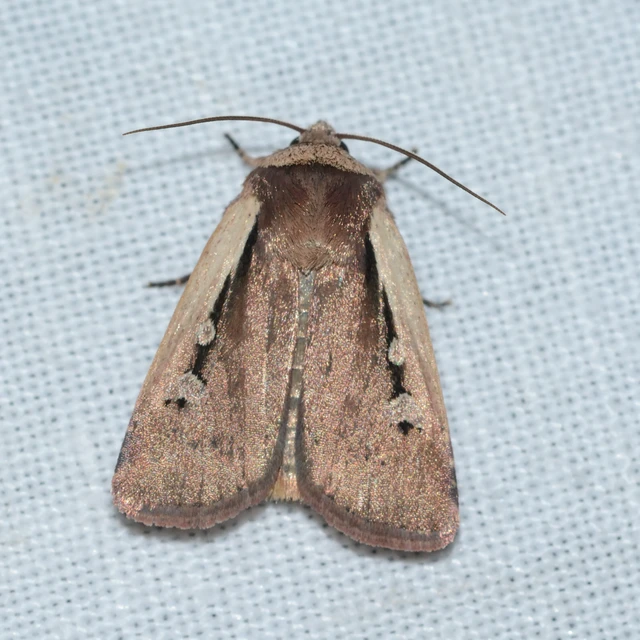Ochropleura plecta - fehérszegélyű fűbagoly