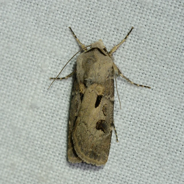 Agrotis exclamationis - felkiáltójeles földibagoly