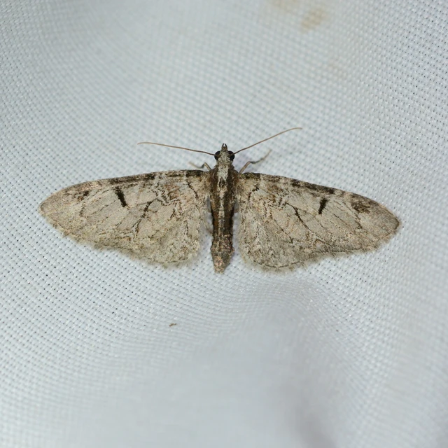 Eupithecia insigniata - hálózatos törpearaszoló