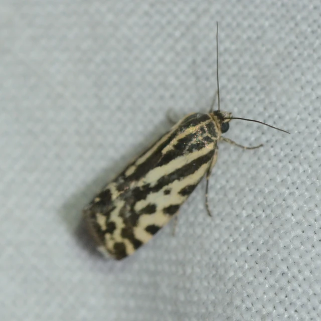 Emmelia trabealis - zebrabagoly