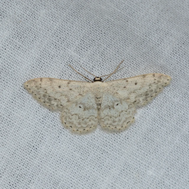 Scopula marginepunctata - pettyes sávosaraszoló