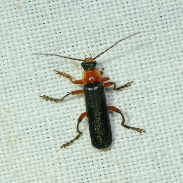 Cantharis pellucida - ligeti lágybogár