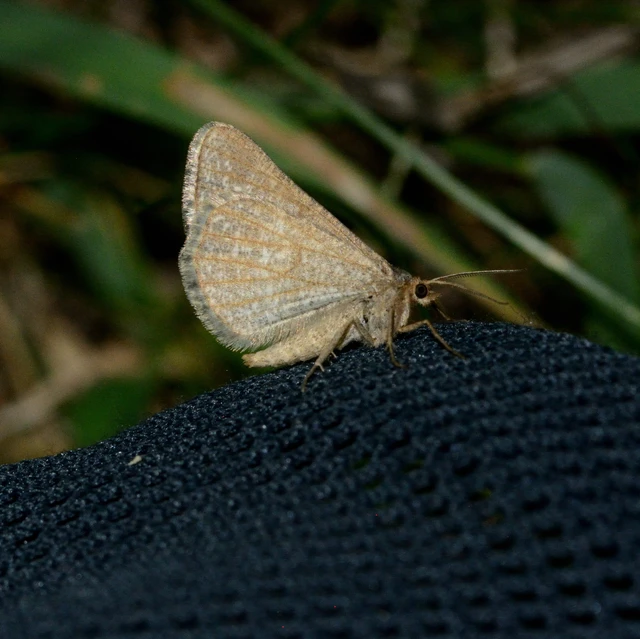 Tephrina murinaria - egérszínű araszoló