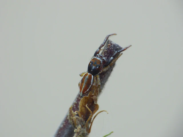 Araneae - Pókok