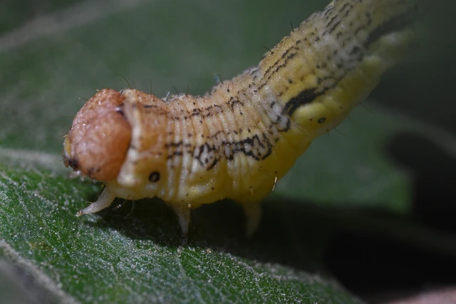 Erannis defoliaria - nagy téliaraszoló
