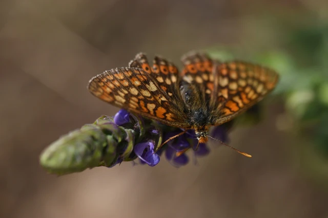 Euphydryas aurinia - lápi tarkalepke