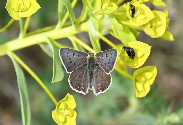Lycaena tityrus - barna tűzlepke