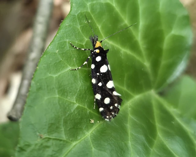 Euplocamus anthracinalis - fésűscsápú korhadékmoly