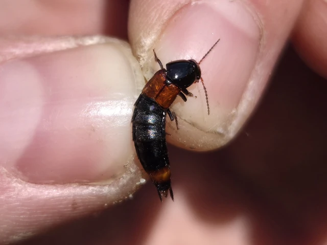 Astrapaeus ulmi - pirosöves mohaholyva