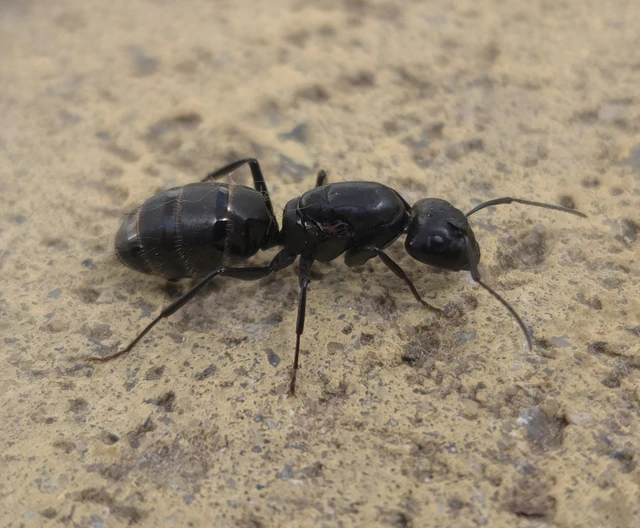 Camponotus vagus - fekete lóhangya