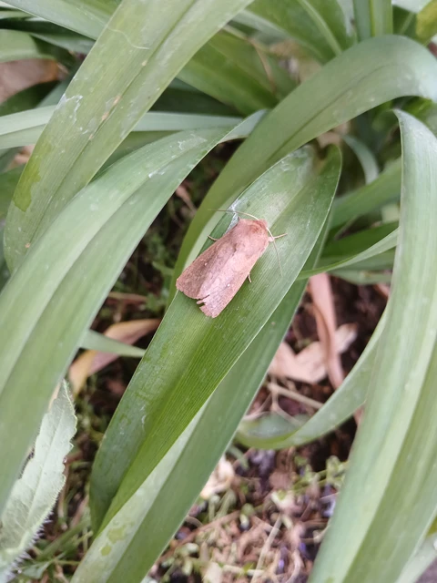 Mythimna albipuncta - fehérpettyes rétibagoly