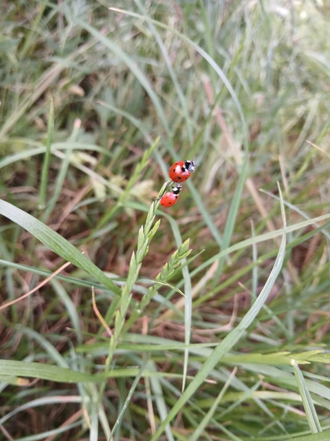 Coccinella septempunctata - hétpettyes katica