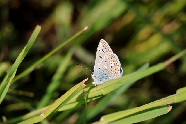 Polyommatus icarus - közönséges boglárka