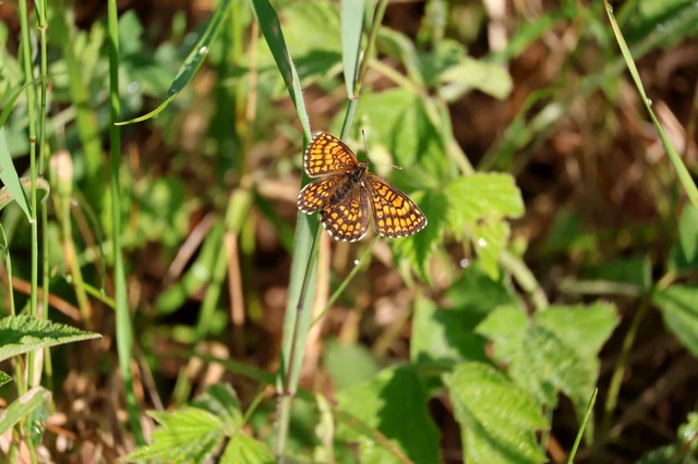 Melitaea athalia - közönséges tarkalepke