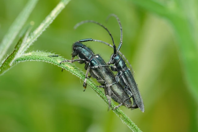 Agapanthia intermedia - kék varfűcincér