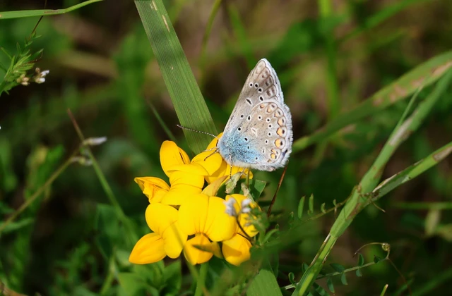 Polyommatus icarus - közönséges boglárka