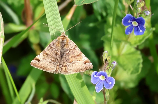 Euclidia glyphica - közönséges nappalibagoly