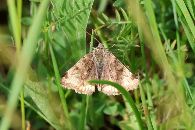 Euclidia glyphica - közönséges nappalibagoly