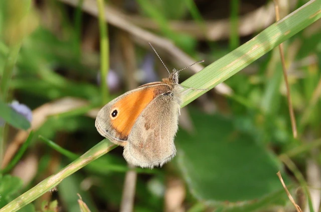 Coenonympha pamphilus - kis szénalepke