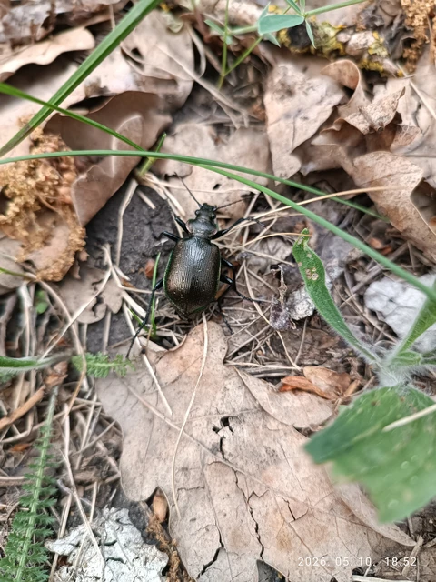 Calosoma inquisitor - kis bábrabló