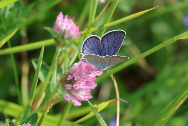 Cyaniris semiargus - aprószemes boglárka