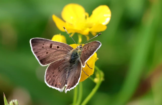 Lycaena tityrus - barna tűzlepke