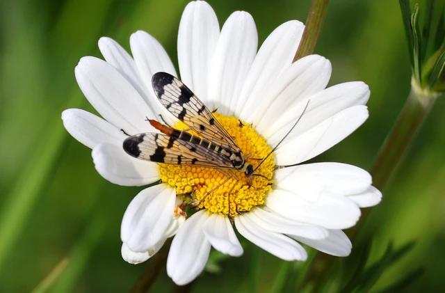 Mecoptera - Csőrösrovarok