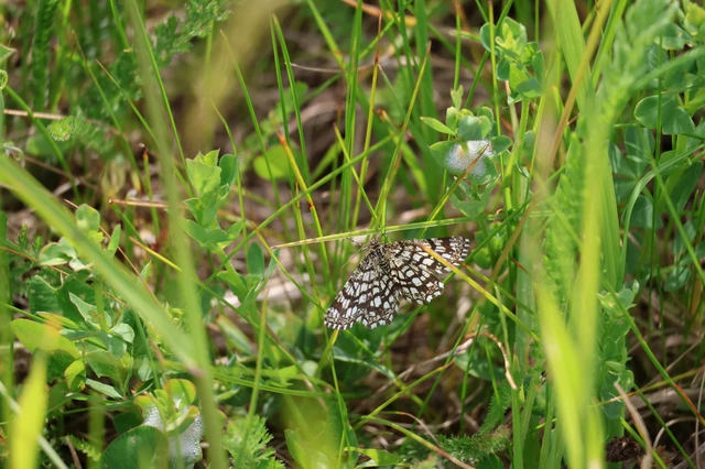 Chiasmia clathrata - rácsos rétiaraszoló