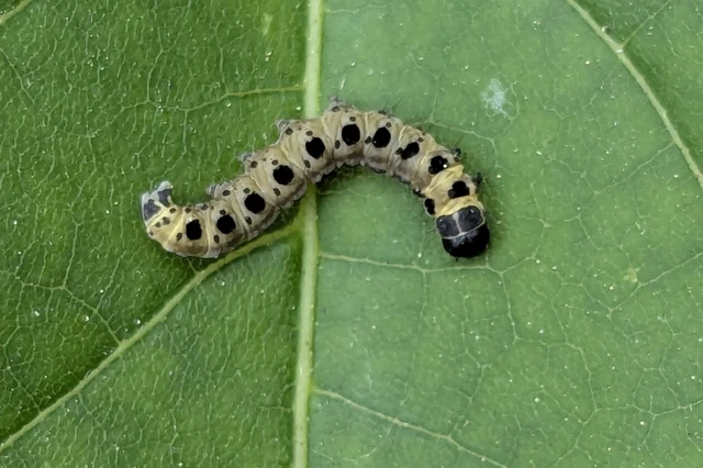 Yponomeuta cagnagella - pókhálós kecskerágómoly