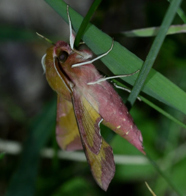 Deilephila porcellus - piros szender