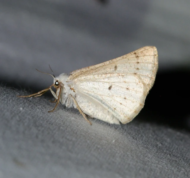 Dyscia conspersaria - sziklaüröm-araszoló