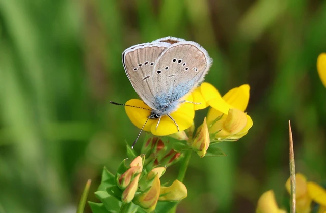Cyaniris semiargus - aprószemes boglárka