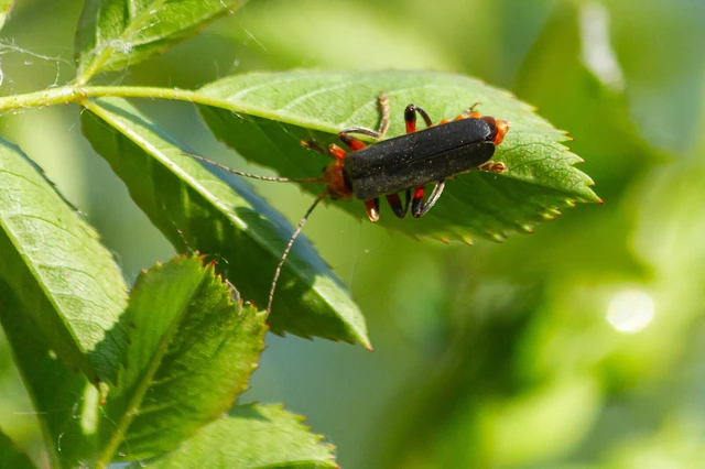 Cantharis livida - mezei lágybogár