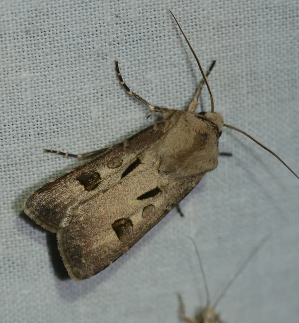 Agrotis exclamationis - felkiáltójeles földibagoly
