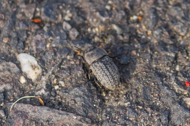 Opatrum sabulosum - sároshátú gyászbogár Opatrum sabulosum - sároshátú gyászbogár