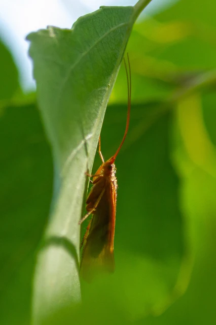 Trichoptera - Tegzesek