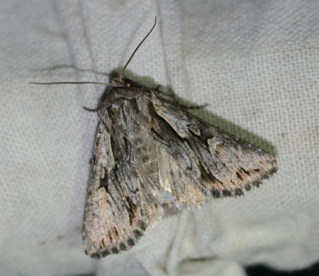 Chloantha hyperici - orbáncfű-sugarasbagoly